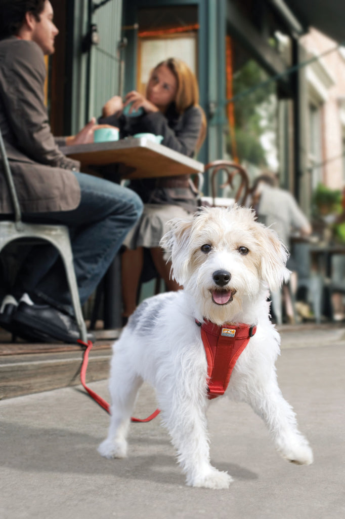 Tru-Fit Enhanced Strength Smart Harness