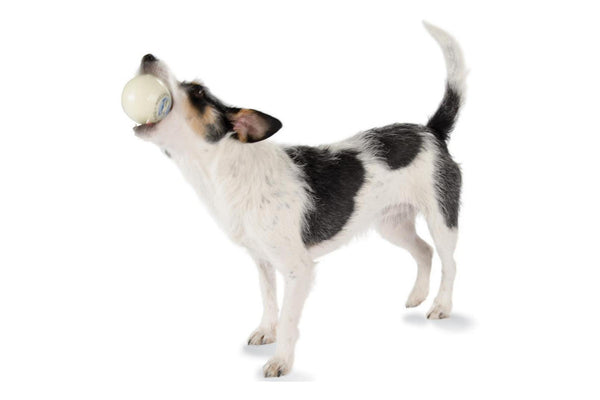 Glow for Good Ball Indestructible Dog