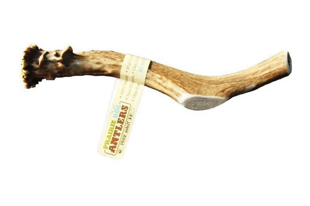 Deer Antlers 8-9"