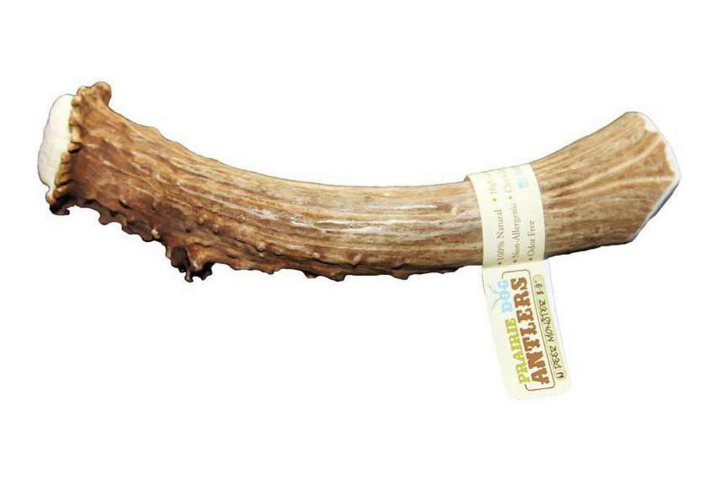 Deer Antlers 8-9"