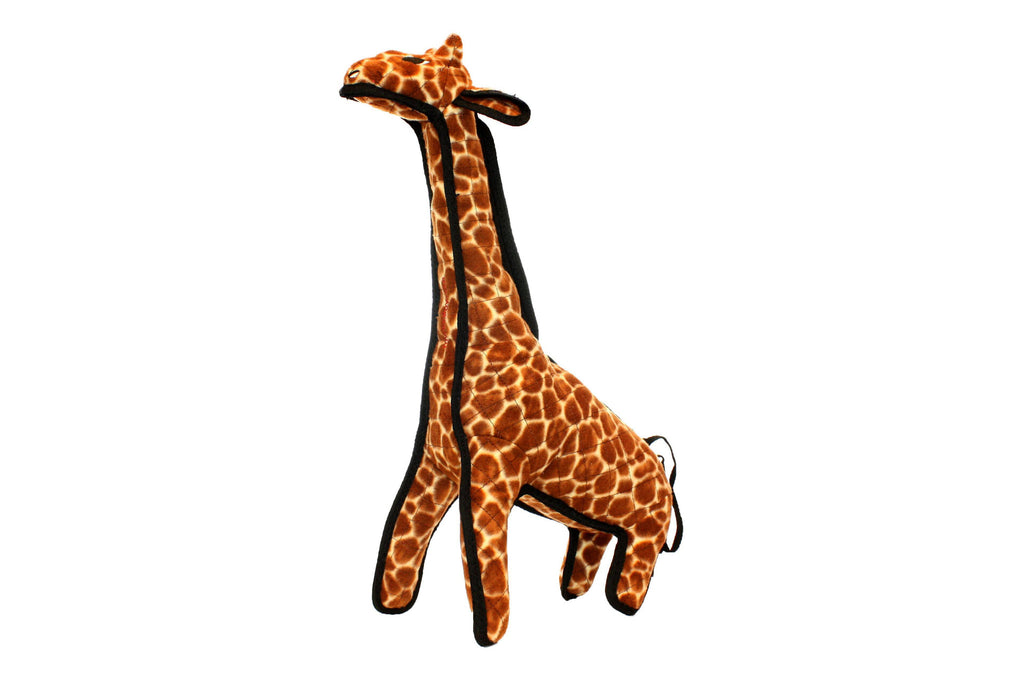 Zoo Giraffe