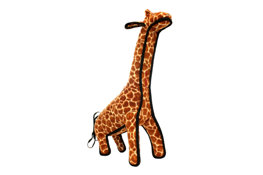 Zoo Giraffe
