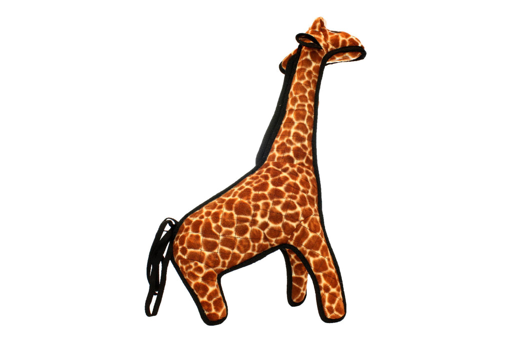 Zoo Giraffe