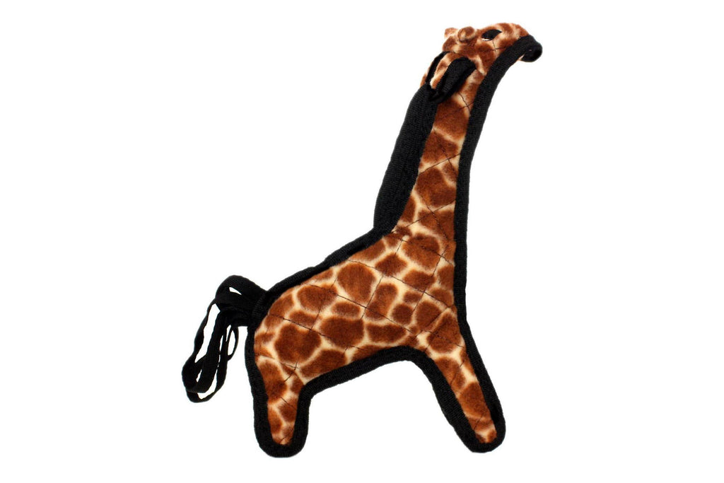 Zoo Giraffe