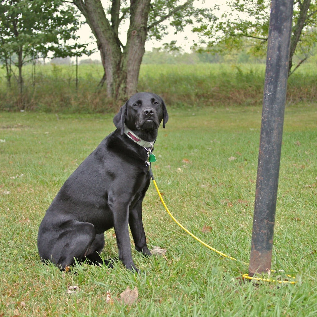 Indestructible Dog Leash 4 Ft.