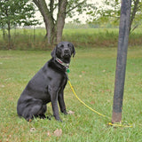 Indestructible Dog Leash 5.6 Ft.