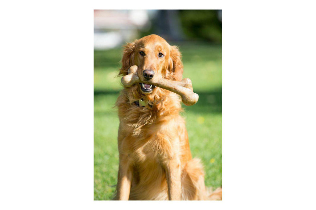 Dinosaur Peanut Butter Wood Bone