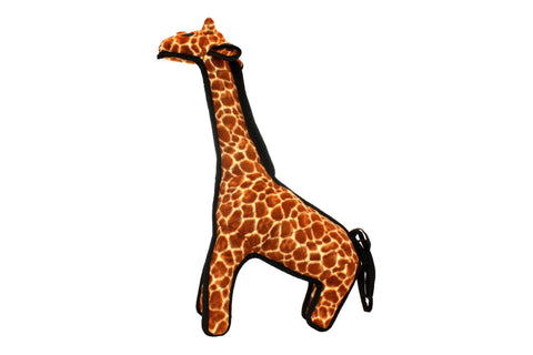 Zoo Giraffe